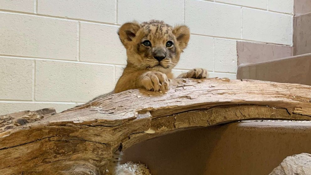 Γατάκι λέοντας...